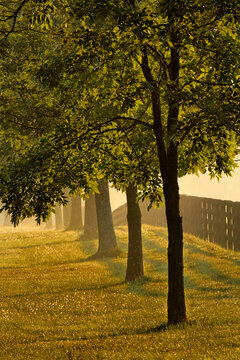 Black fences on horse farm at sunrise on foggy morning, Oldham County, Kentucky