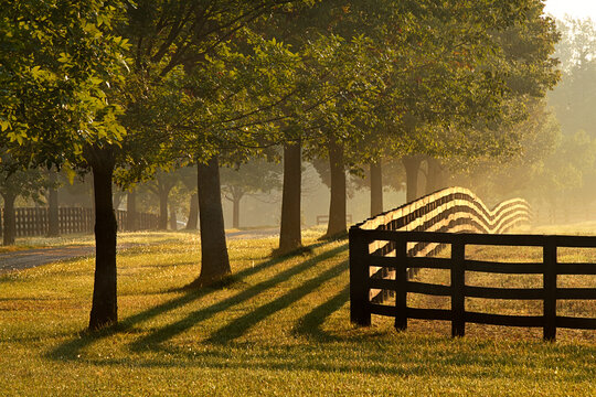 Black fences on horse farm at sunrise on foggy morning, Oldham County, Kentucky