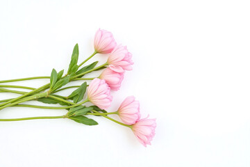 Fototapeta premium bunch of pink flowers on a white surface