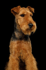 Portrait of funny dog welsh terrier in studio isolated portrait on black background, looking away