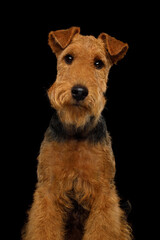 Portrait of funny dog welsh terrier in studio isolated portrait on black background, stare in camera
