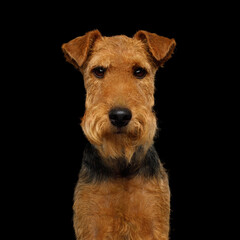 Portrait of happy dog welsh terrier in studio isolated portrait on black background, stare in camera