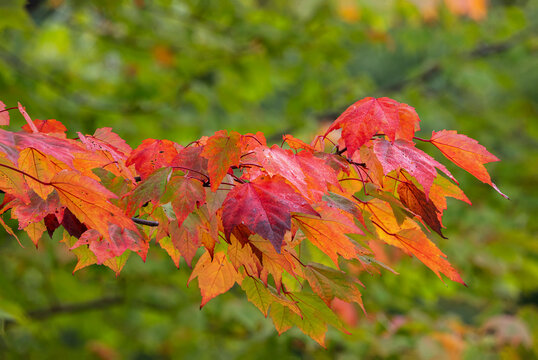 USA, Minnesota, Superior National Forest. Autumn colors in maple tree.