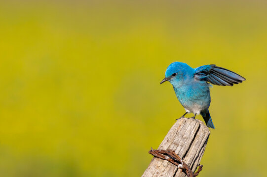 Male mountain bluebird in the Mission Valley, Montana, USA.