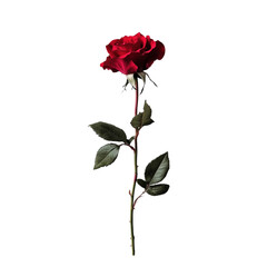 Fototapeta premium Red Rose On White Background.png