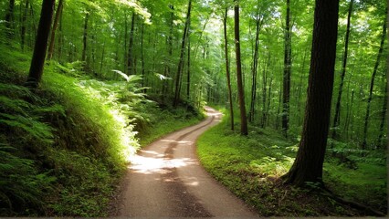 Obraz premium A Tranquil Path Through Emerald Woods: Exploring Nature's Serenity Along a Winding Forest Trail.