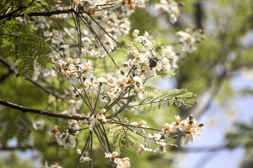 white flower tree branch in spring on transparent