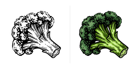 Broccoli hand drawn illustration. Broccoli engraving botanical drawing