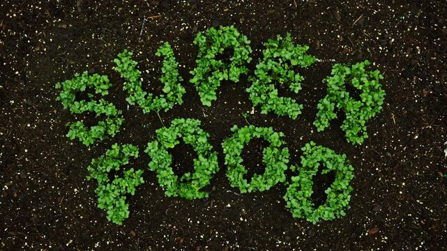 Super time lapse of real living word SUPER FOOD emerging from the layer of soil as broccoli  seeds germinate or sprouting, growing and then withering in time lapse