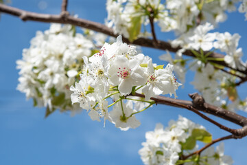 Pear blossomimg on tree with blue sky.
