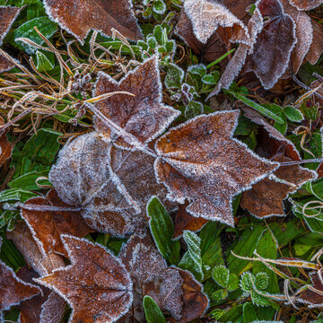USA, New Jersey, Pine Barrens National Preserve. Close-up of frosty fallen leaves.