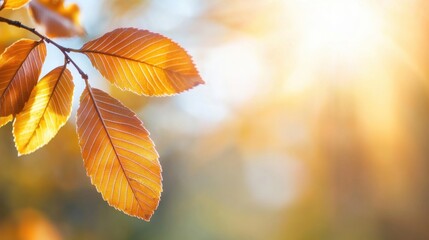 Obraz premium Vibrant autumn leaves glow in warm light, capturing the essence of fall in a tranquil outdoor environment