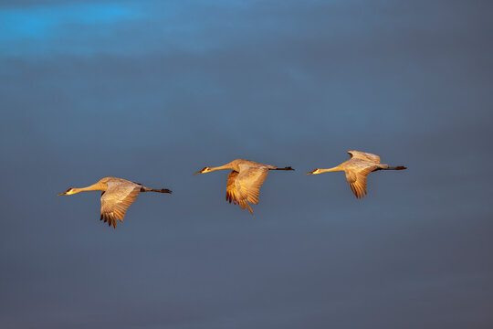 Sandhill cranes in flight formation. Bosque del Apache National Wildlife Refuge, New Mexico