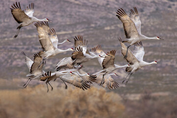 Sandhill cranes in flight formation. Bosque del Apache National Wildlife Refuge, New Mexico
