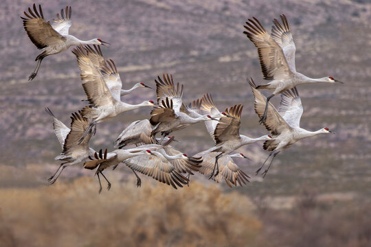 Sandhill cranes in flight formation. Bosque del Apache National Wildlife Refuge, New Mexico - Powered by Adobe