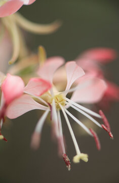 pink guara flower close up