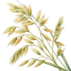Fototapeta premium Watercolor Oat ears Avena sativa seeds on isolated transparent background