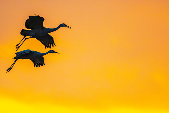 USA, New Mexico, Bosque Del Apache National Wildlife Refuge. Sandhill crane landing at sunset.