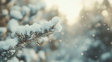 Obraz premium Snow gently blankets pine branches in a tranquil forest as sunlight filters through, creating a magical winter atmosphere