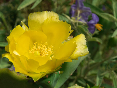 Prickly pear cactus in bloom, Boothill, New Mexico
