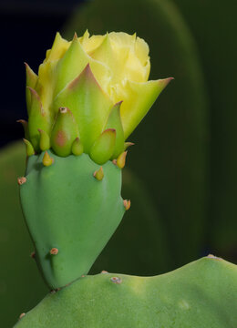 Prickly pear cactus bud, Boothill, New Mexico