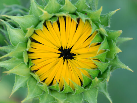 Fototapeta Common sunflower, summer garden, New Mexico