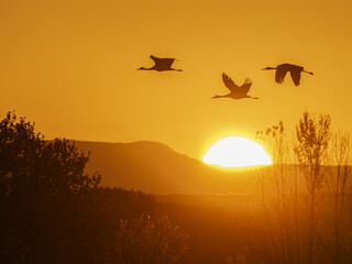 Sandhill cranes flying by the sun at sunrise, Bosque del Apache NWR, New Mexico