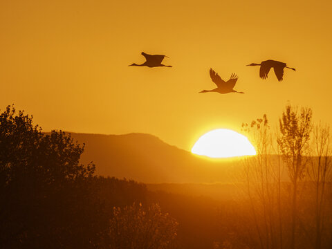 Sandhill cranes flying by the sun at sunrise, Bosque del Apache NWR, New Mexico