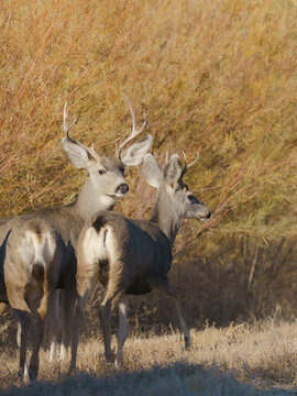 Young bucks, Bosque del Apache National Wildlife Refuge, New Mexico