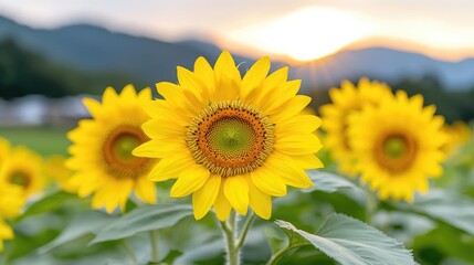 Fototapeta premium Vibrant sunflowers at sunset summer nature photography