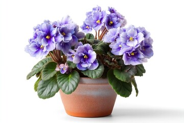 Blooming African Violet Plant in Ceramic Pot Isolated on White