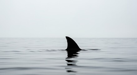 Fototapeta premium Shark Fin Silhouette: A Minimalist Ocean Study