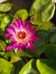 A deep pink-purple lotus grows in a pond with lotus leaves in the background, with afternoon sunlight hitting it.