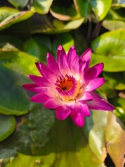 pink water lily A deep pink-purple lotus grows in a pond with lotus leaves in the background, with afternoon sunlight hitting it.