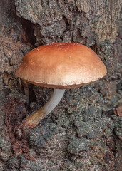 Fistulinella sp fungi growing out from a treetrunk