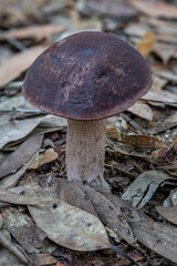 Sutorius australiensis fungi growing in leaf litter on forest floor - NSW, Australia