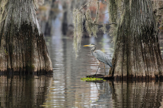 Great blue heron among bald cypress trees, Caddo Lake, Texas.