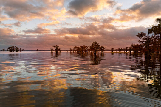 Bald cypress trees silhouetted at sunset, Caddo Lake, Texas. Worlds largest bald cypress forest.