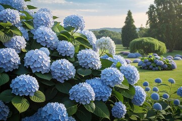 Captivating Portrait of Flourishing Hydrangeas in a Tranquil Landscape