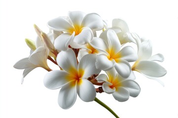 Fototapeta premium Plumeria Blossom Bouquet: Delicate White Flowers with Yellow Centers, Serene Tropical Still Life