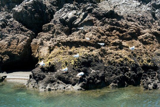 Gulls Resting on Ninepin Rock &ndash; Seabirds on Coastal Landmark at Whatipu Beach, New Zealand
