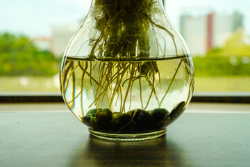 Plant Roots Growing in Clear Vase with Water and Green Stones