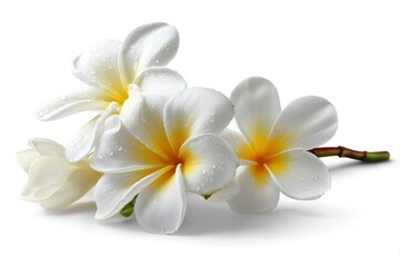 Fototapeta premium Dew-Kissed Plumeria Blossoms: A Serene Floral Still Life