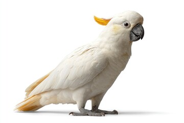 Fototapeta premium Elegant Sulphur-Crested Cockatoo: A Pristine White Portrait