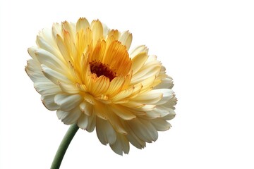 Elegant Pale Yellow Flower: A Delicate Botanical Study