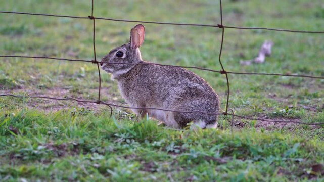 This close-up video showcases the side profile of an Eastern Cottontail rabbit sitting in a crouched position and gently chewing on food. The perfect exposure