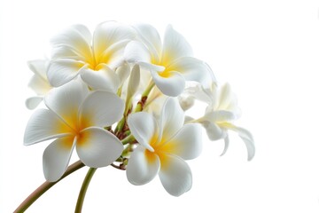 Fototapeta premium Serene Plumeria Blooms: A Delicate Cluster of White and Yellow