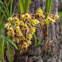 Cymbidium suave (Snake Orchid) - an epiphyte endemic to eastern Australia
