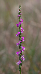 Spiranthes australis (Austral Ladies' Tresses or Pink Spiral Orchid) - endemic to eastern Australia