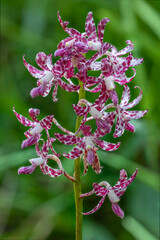 Dipodium variegatum (Slender Hyacinth-orchid) - endemic to south-east Australia - a leafless, mycoheterotrophic orchid, getting all or part of its food from parasitism upon fungi 
